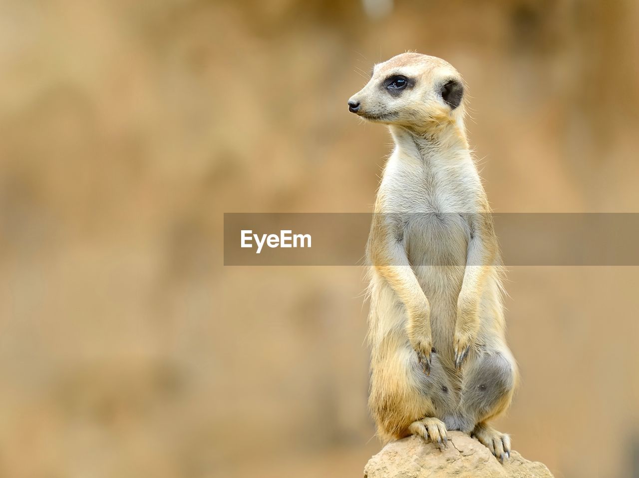 Close-up of meerkat looking away on rock