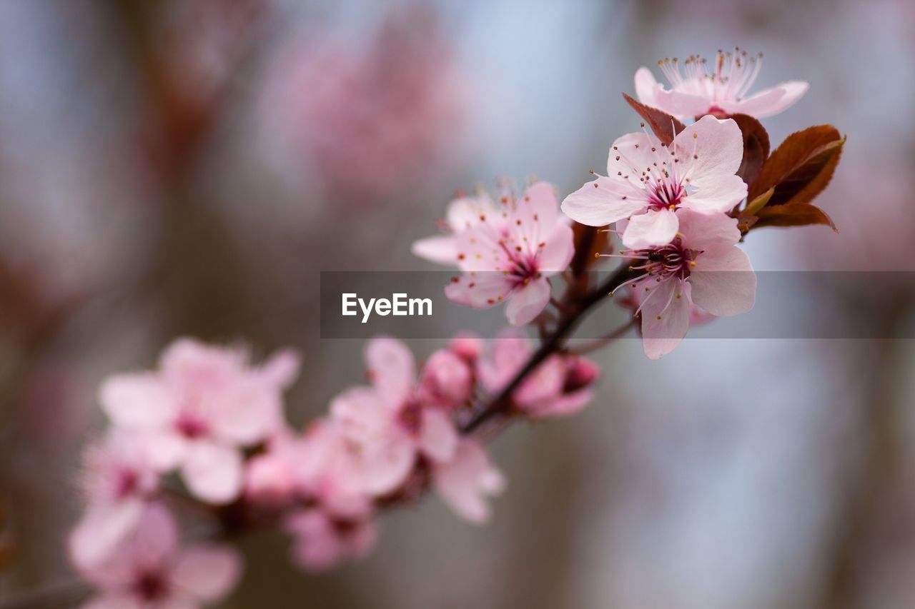 CLOSE-UP OF CHERRY BLOSSOM