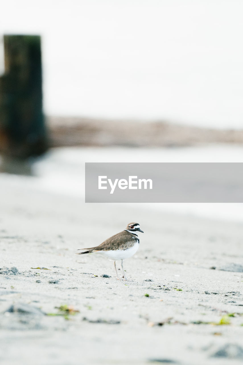 Straight on portrait of a killdeer bird on a puget sound beach
