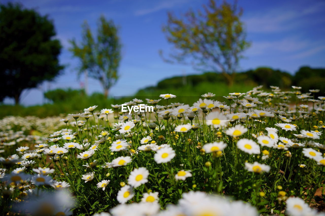 plant, nature, flower, flowering plant, grass, sunlight, freshness, field, beauty in nature, meadow, sky, landscape, daisy, selective focus, no people, green, white, environment, growth, land, springtime, fragility, wildflower, yellow, rural scene, outdoors, lawn, day, cloud, close-up, plain, summer, tree, rural area, blossom, tranquility, natural environment, blue, flower head, non-urban scene, scenics - nature, grassland, botany, multi colored, travel destinations