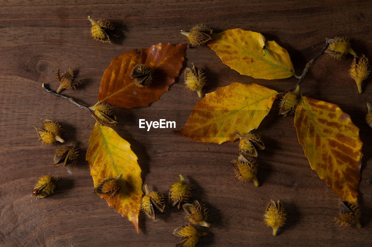 Close-up of dry maple leaves