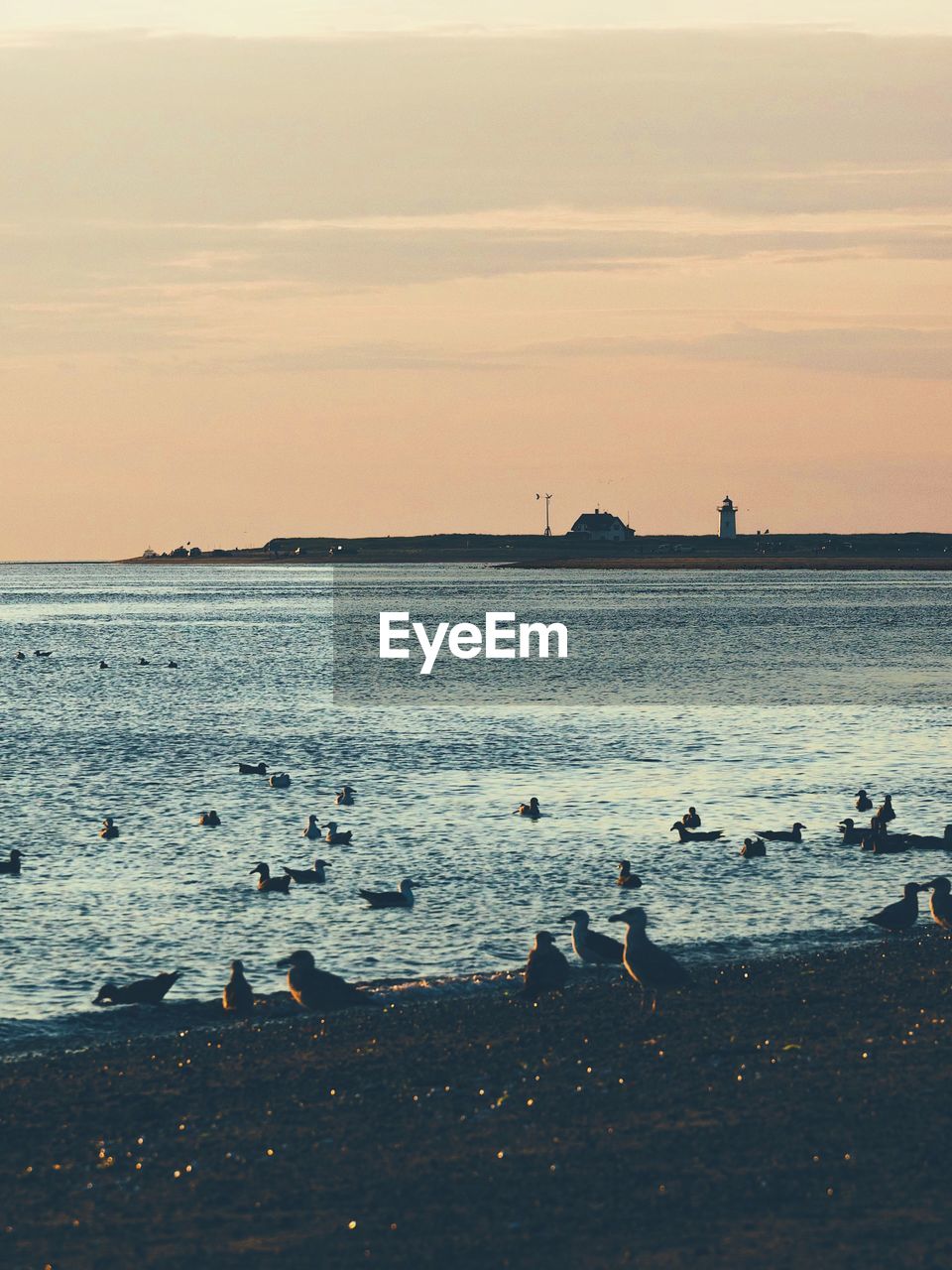 BIRDS ON BEACH AGAINST SKY