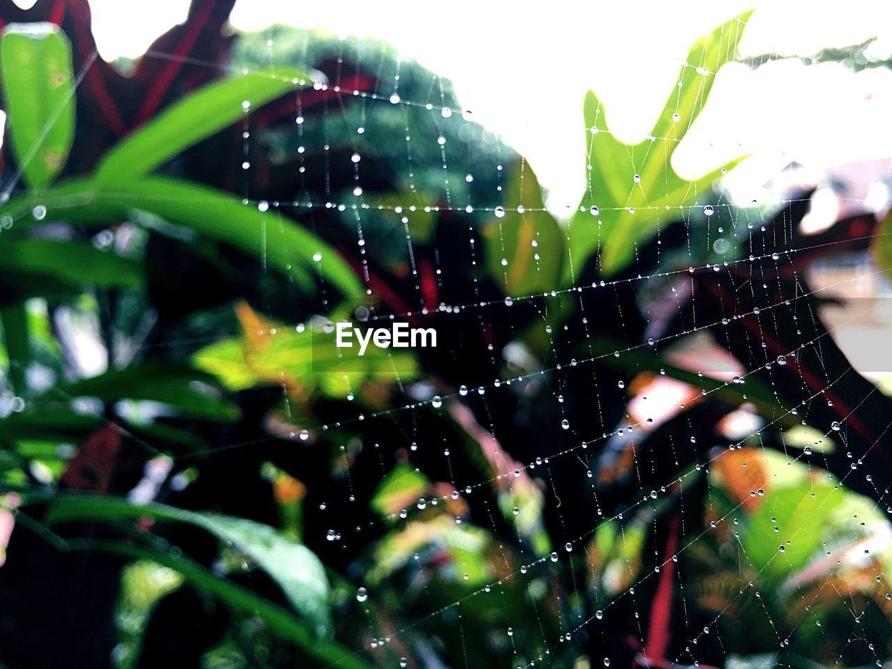 CLOSE-UP OF WET LEAF