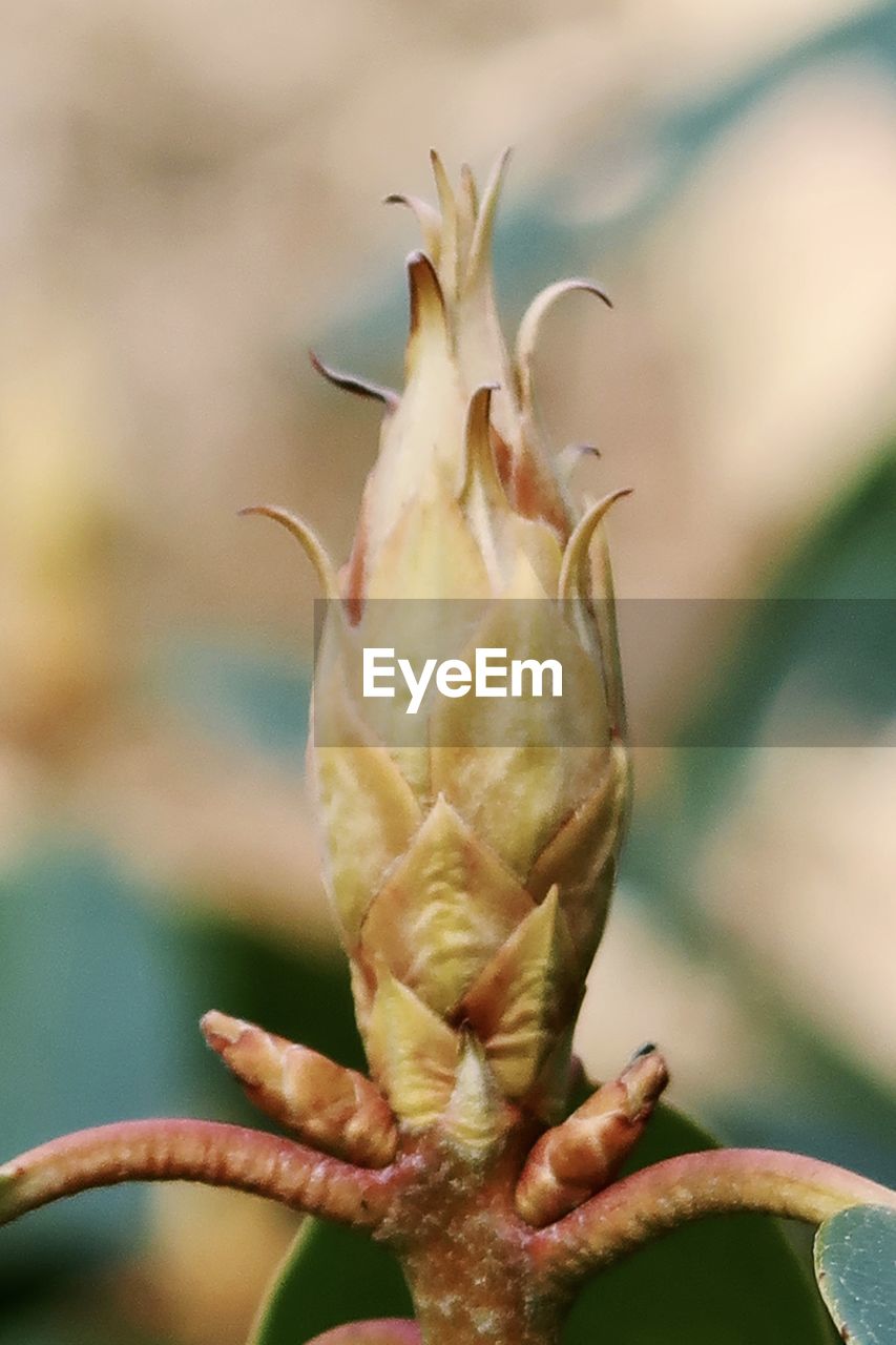 CLOSE-UP OF LIZARD ON FLOWER