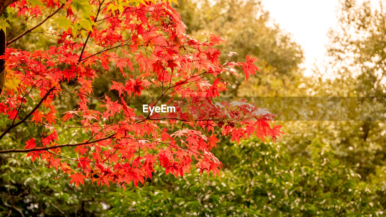 CLOSE-UP OF RED MAPLE LEAVES ON TREE