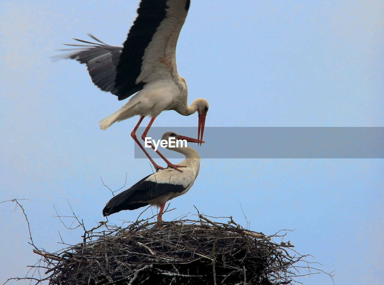 Mating white storks in big nest in lithuania
