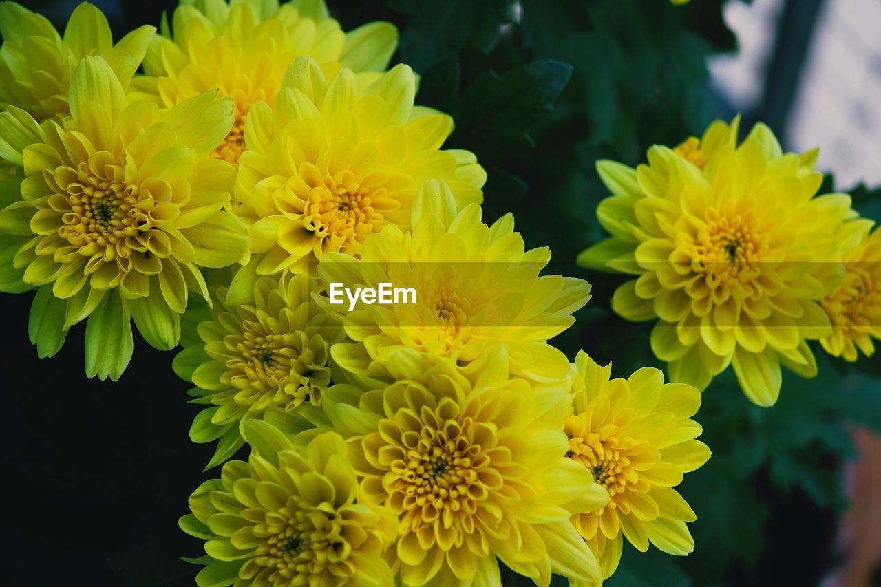 Close-up of yellow flowers blooming outdoors