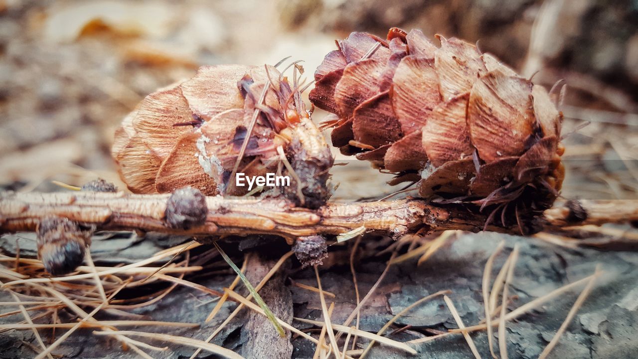 CLOSE-UP OF DRY PINE CONES ON FIELD