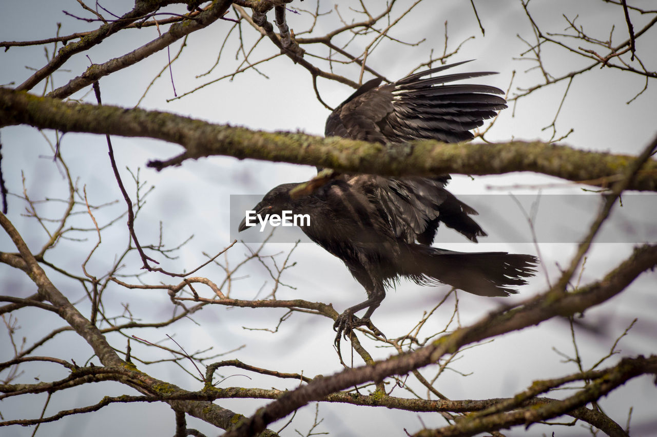 LOW ANGLE VIEW OF EAGLE FLYING IN THE SKY