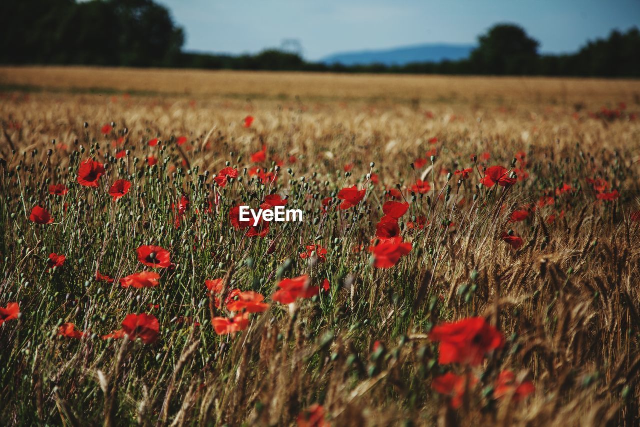 Red poppy flowers in field against sky