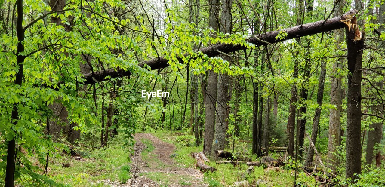 PANORAMIC VIEW OF FOREST