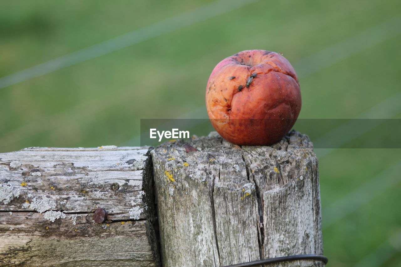 Close-up of housefly on rotten apple