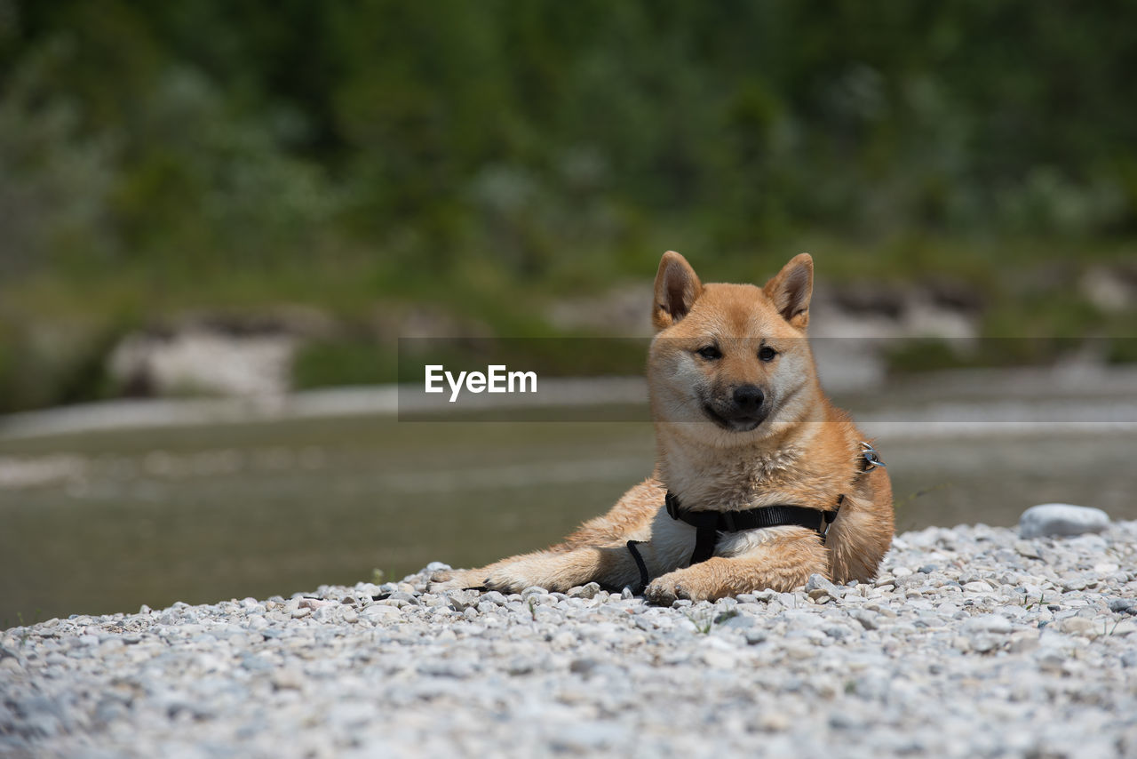 Shiba inu, puppy portrait of dog on rock