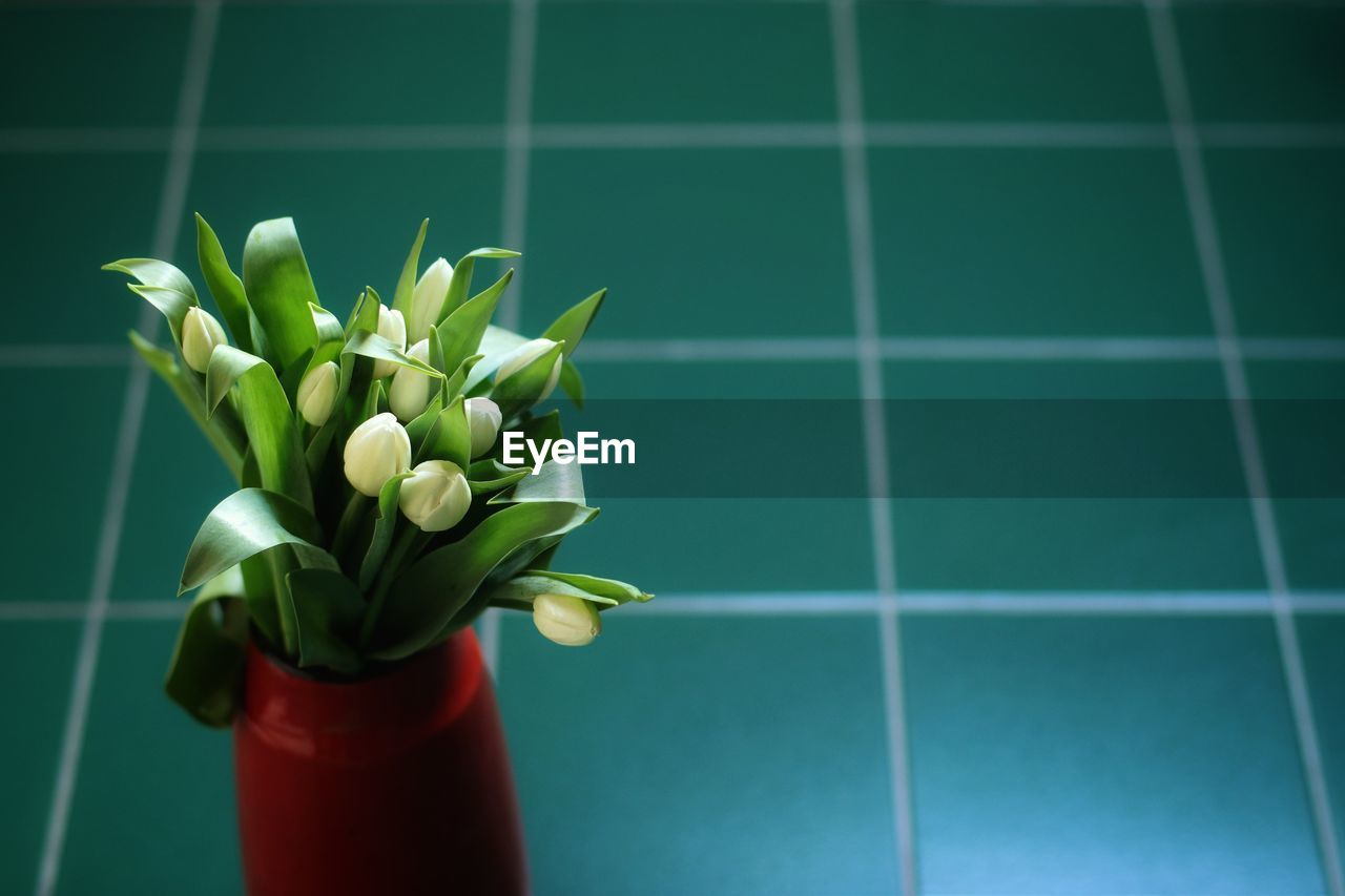 Close-up of tulip flower vase on floor