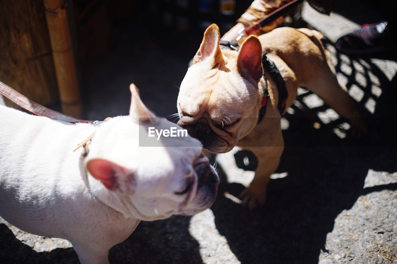 Close-up of two french bulldogs