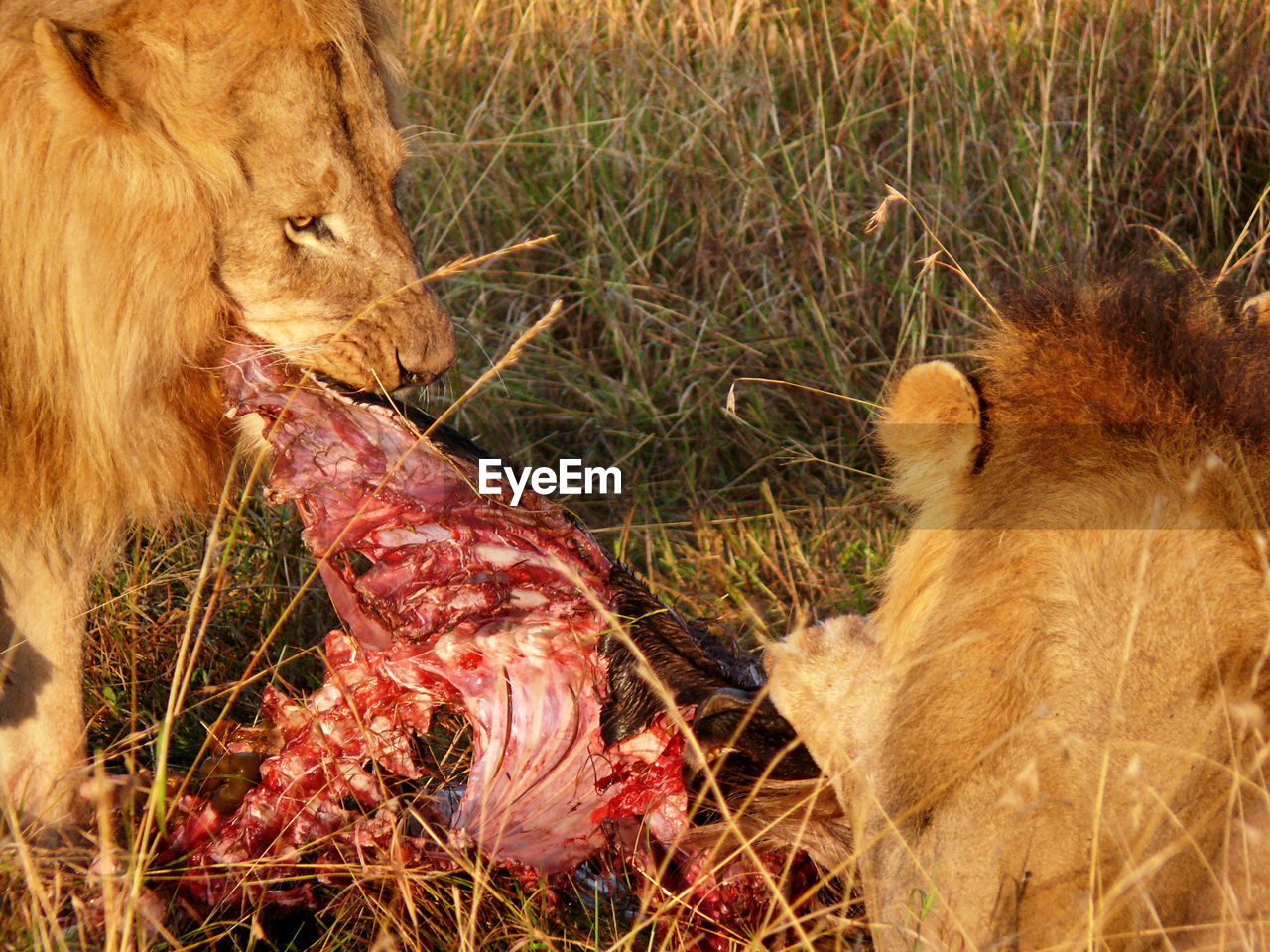 Lions eating meat