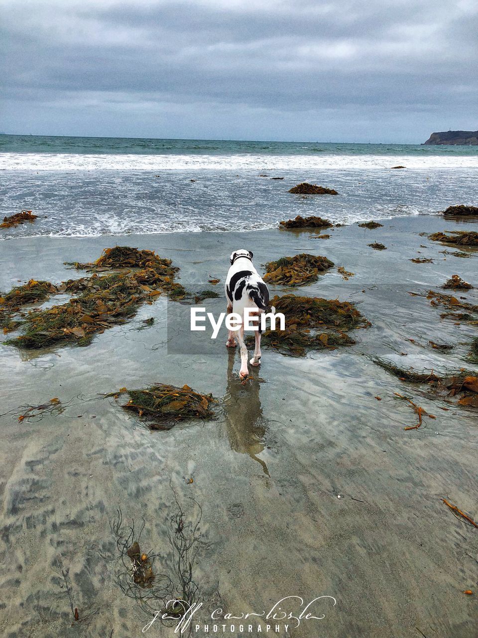 DOG STANDING ON BEACH