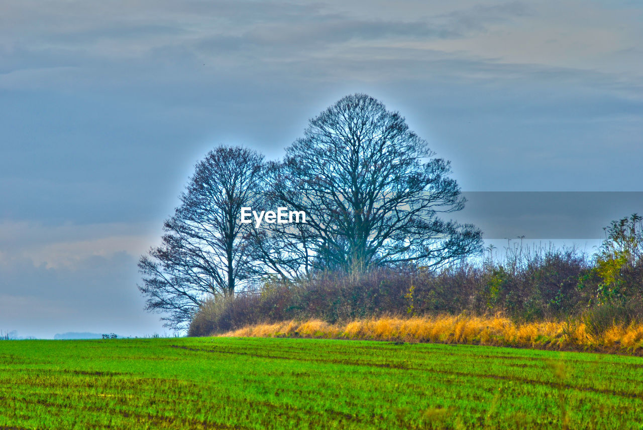 TREES ON GRASSY FIELD