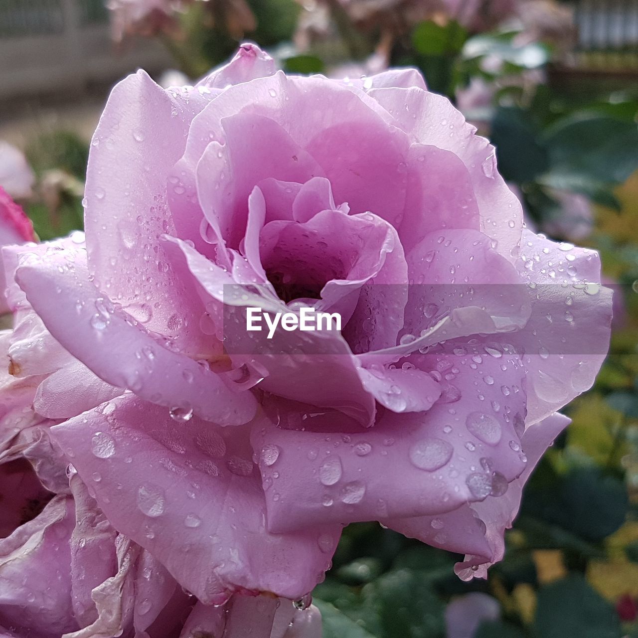 CLOSE-UP OF WATER DROPS ON ROSE