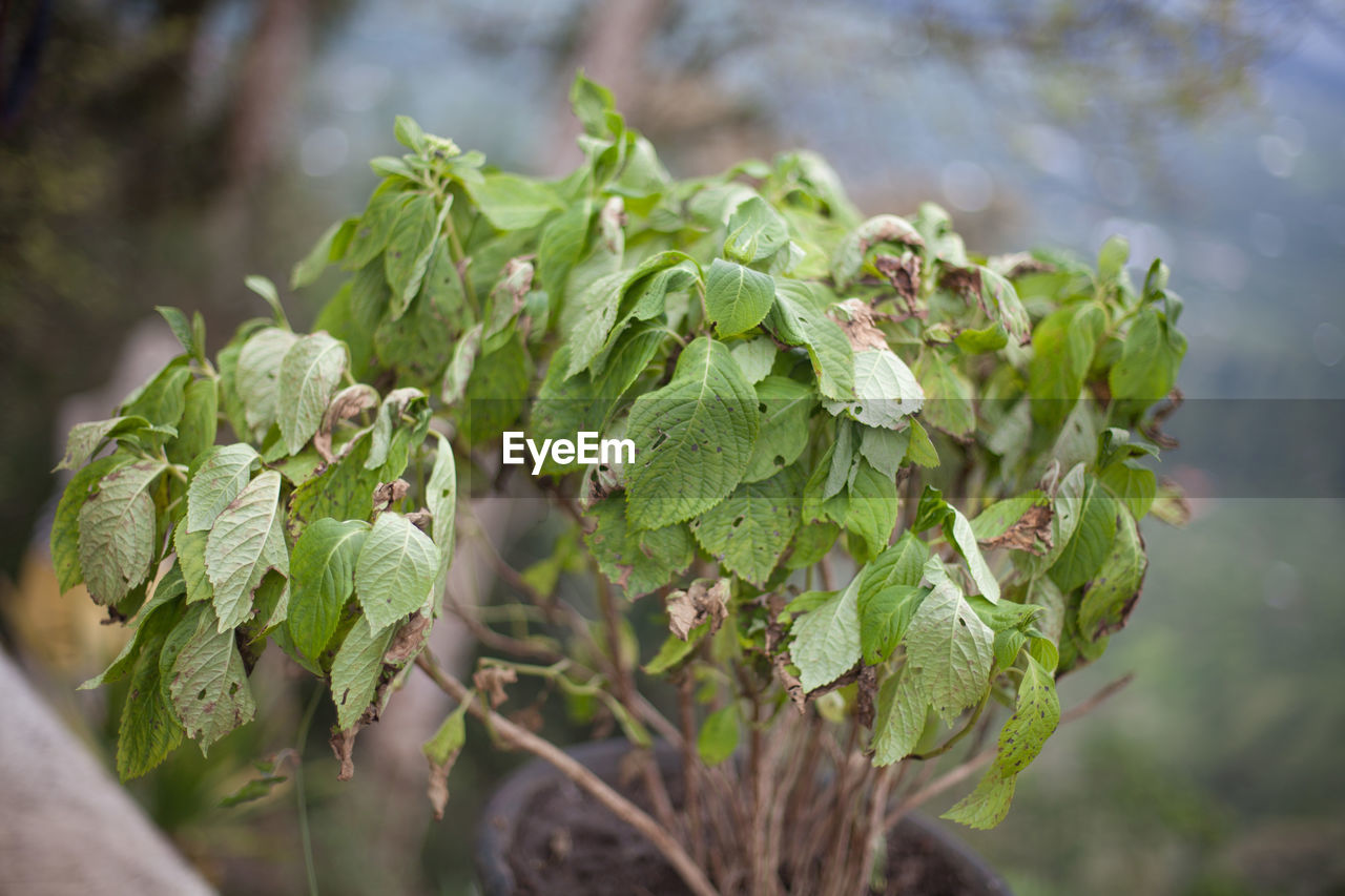 Close-up of plant