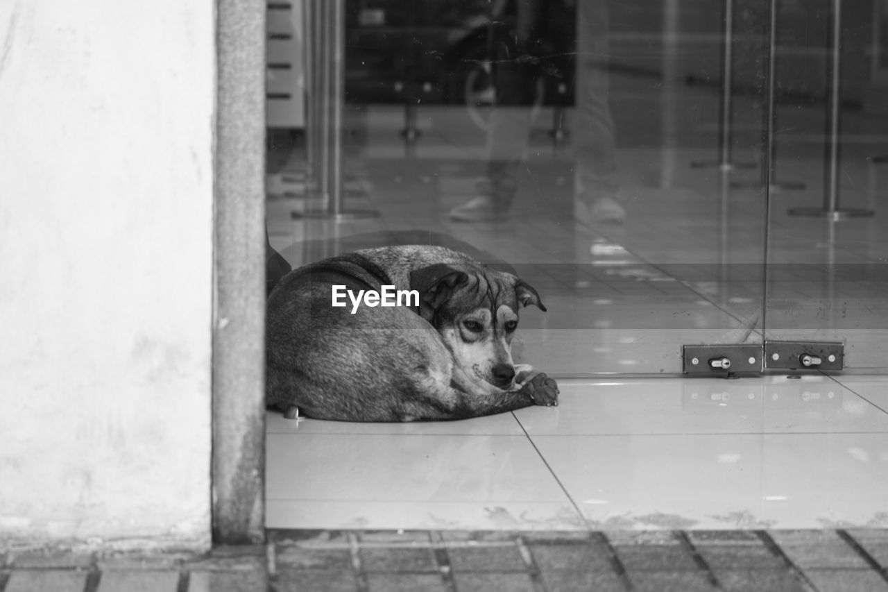CLOSE-UP OF DOG SEEN THROUGH WINDOW