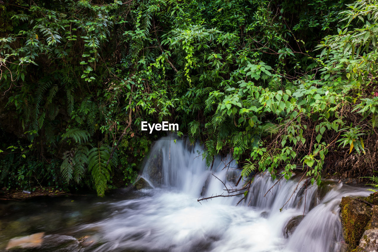 Scenic view of waterfall in forest