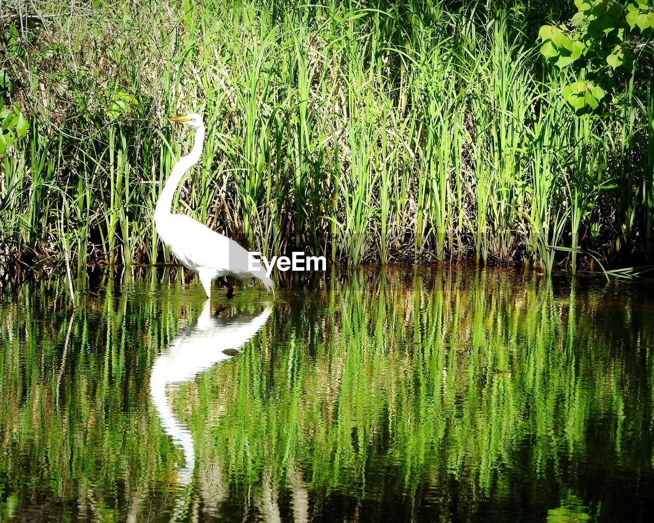 VIEW OF A BIRD IN LAKE