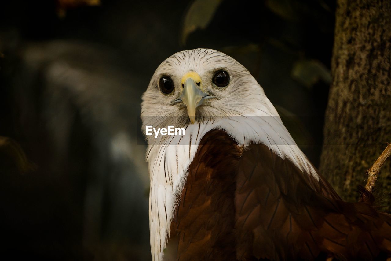 CLOSE-UP OF EAGLE