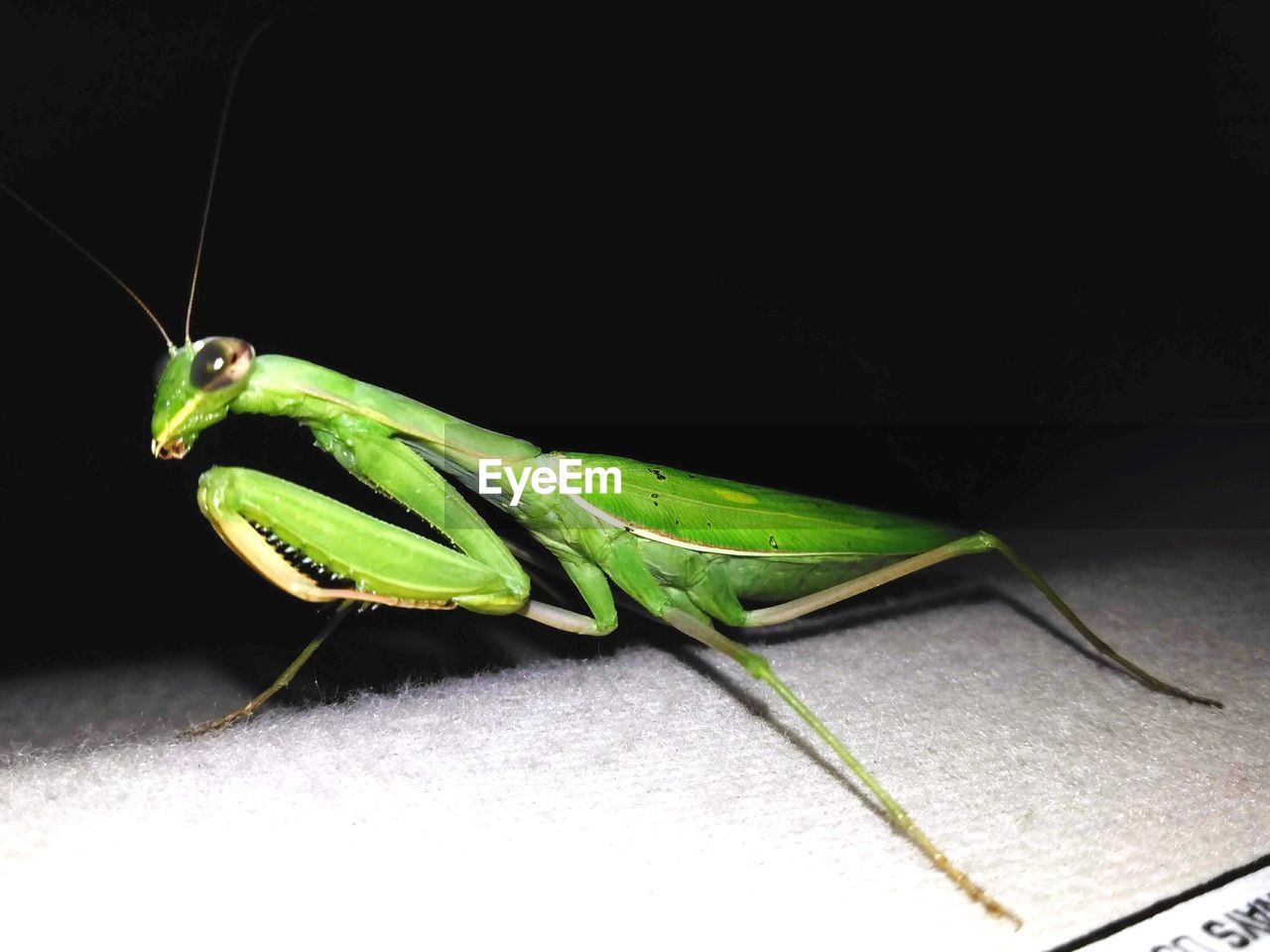 GREEN GRASSHOPPER