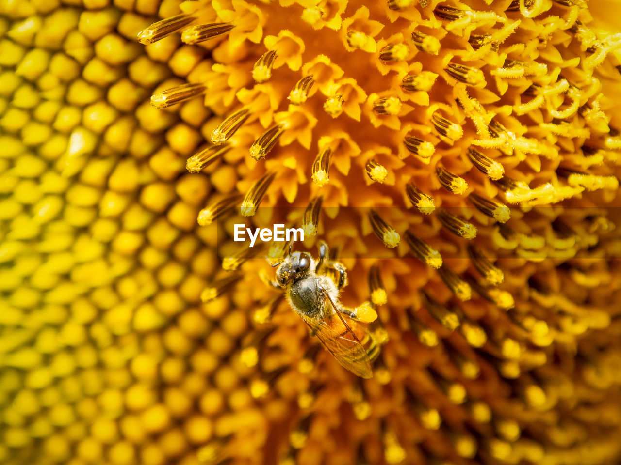 Close-up of bee pollinating on yellow flower