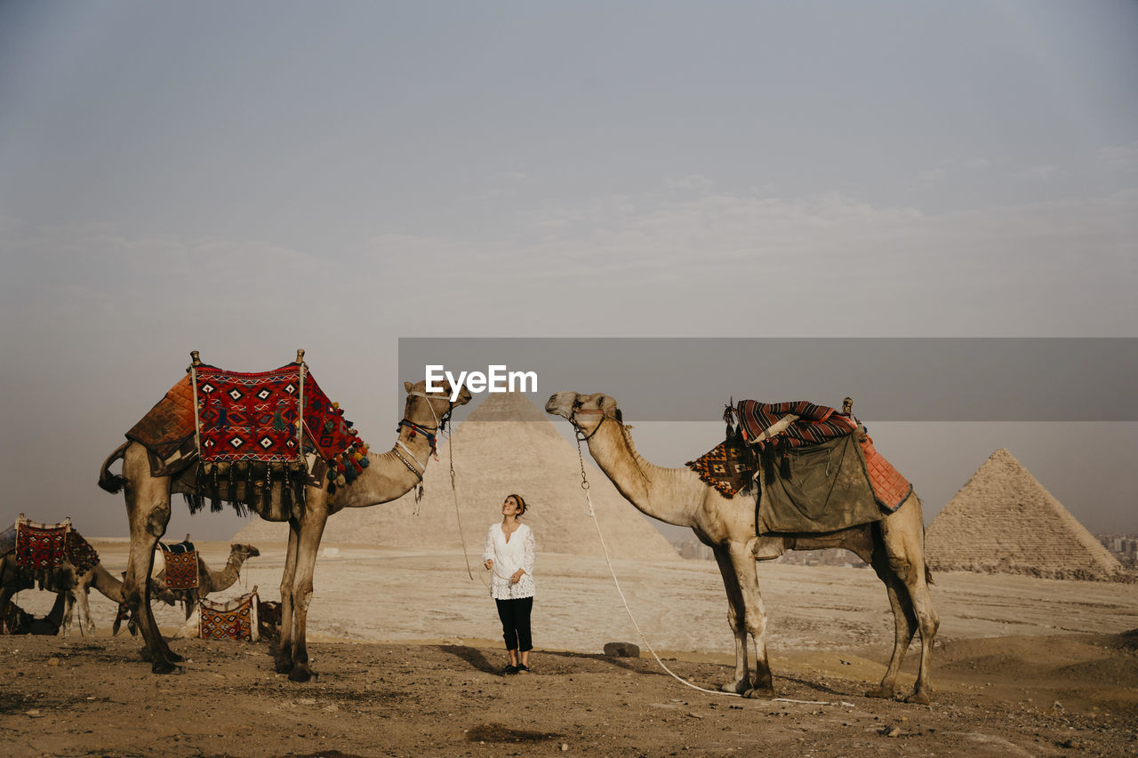 Egypt, cairo, female tourist standing between camels with giza pyramids in background