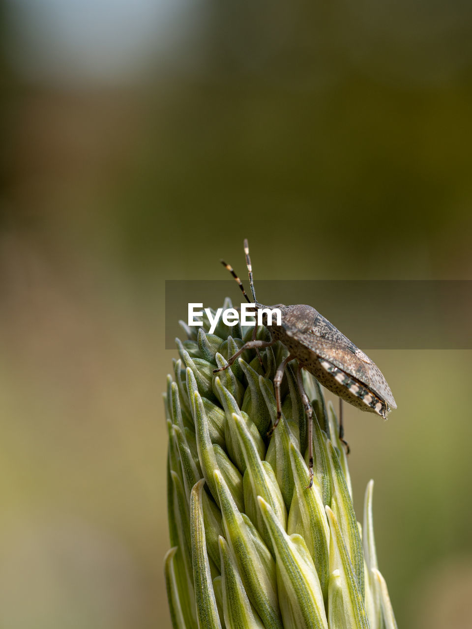 CLOSE-UP OF GRASSHOPPER