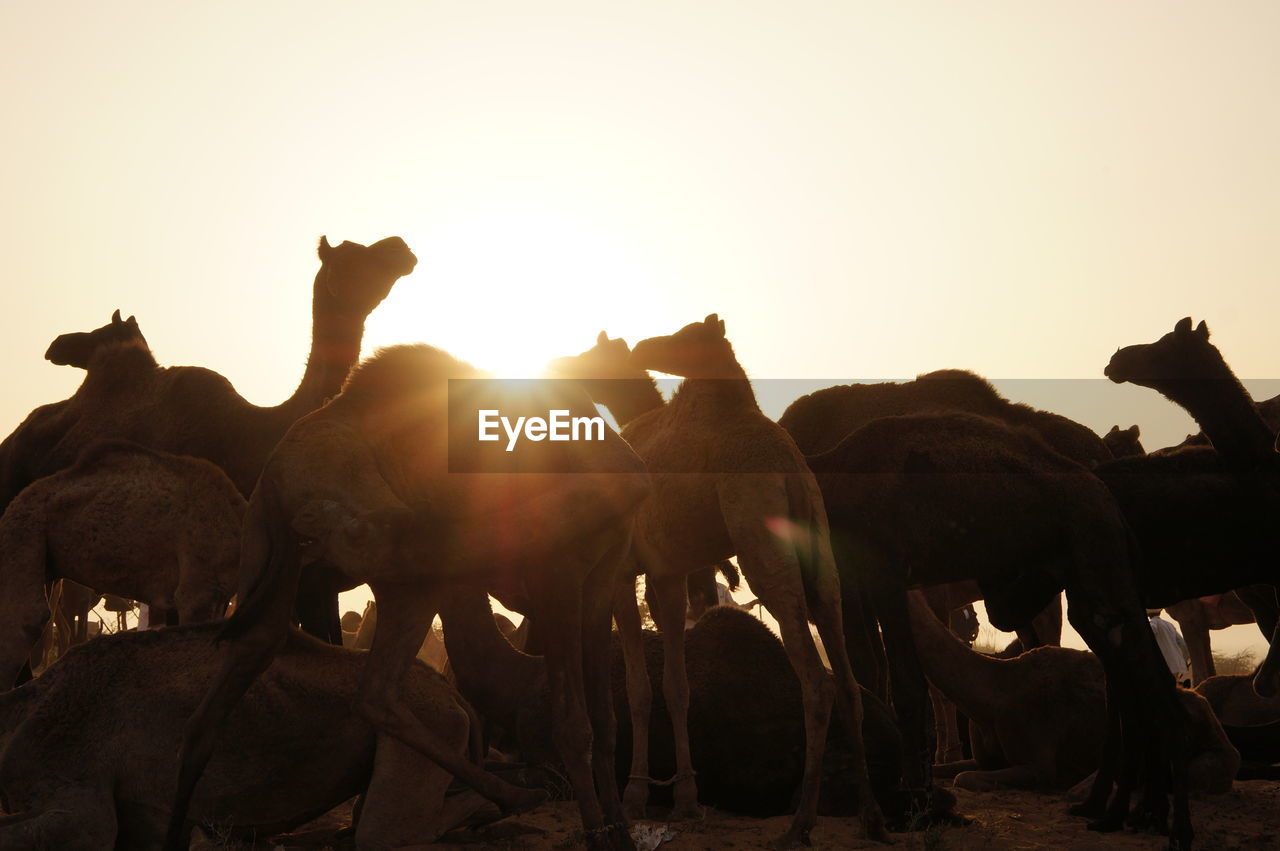 Camels at desert against clear sky during sunset