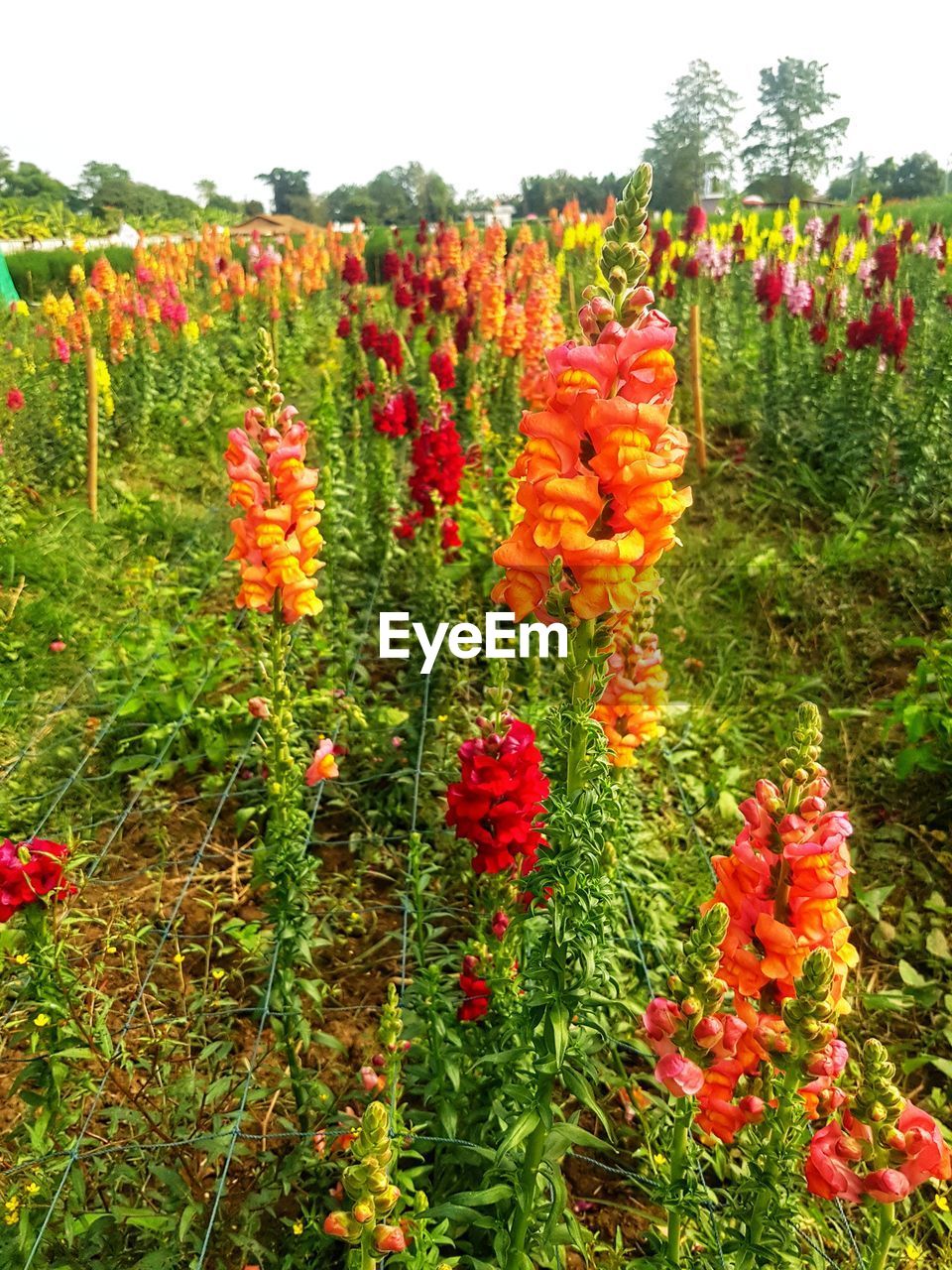 RED POPPY FLOWERS IN FIELD