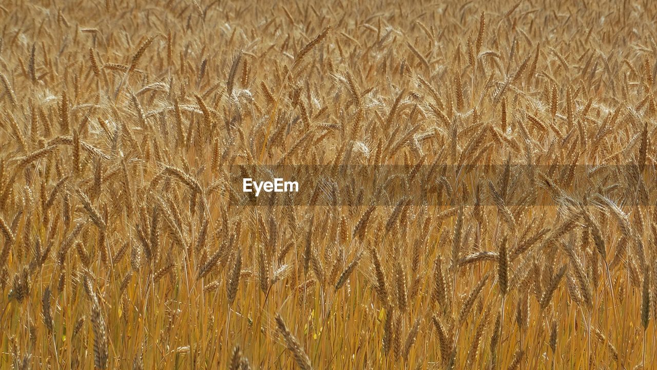 Full frame shot of wheat field