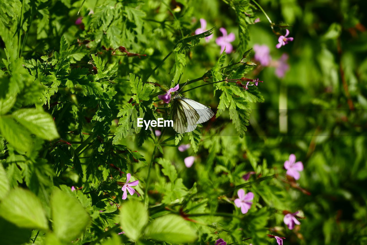 CLOSE-UP OF PURPLE FLOWERS BLOOMING