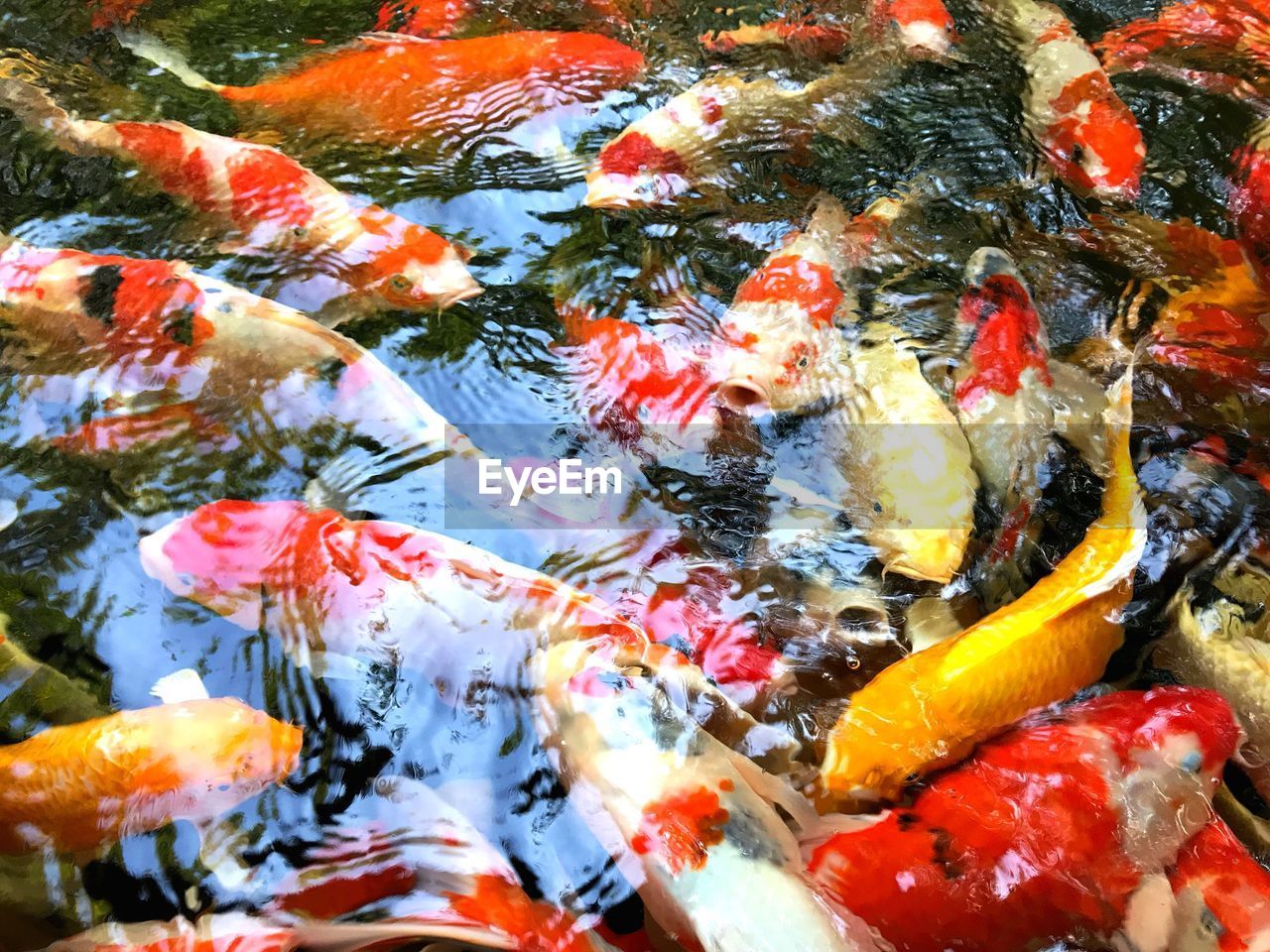 CLOSE-UP OF KOI CARPS SWIMMING IN POND