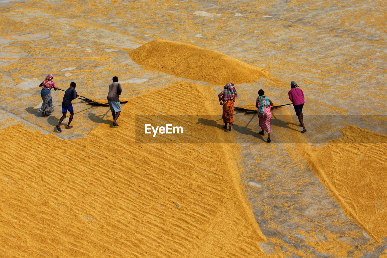 People of golden work. people are stretching and pulling golden paddy to dry at rice mill of india.