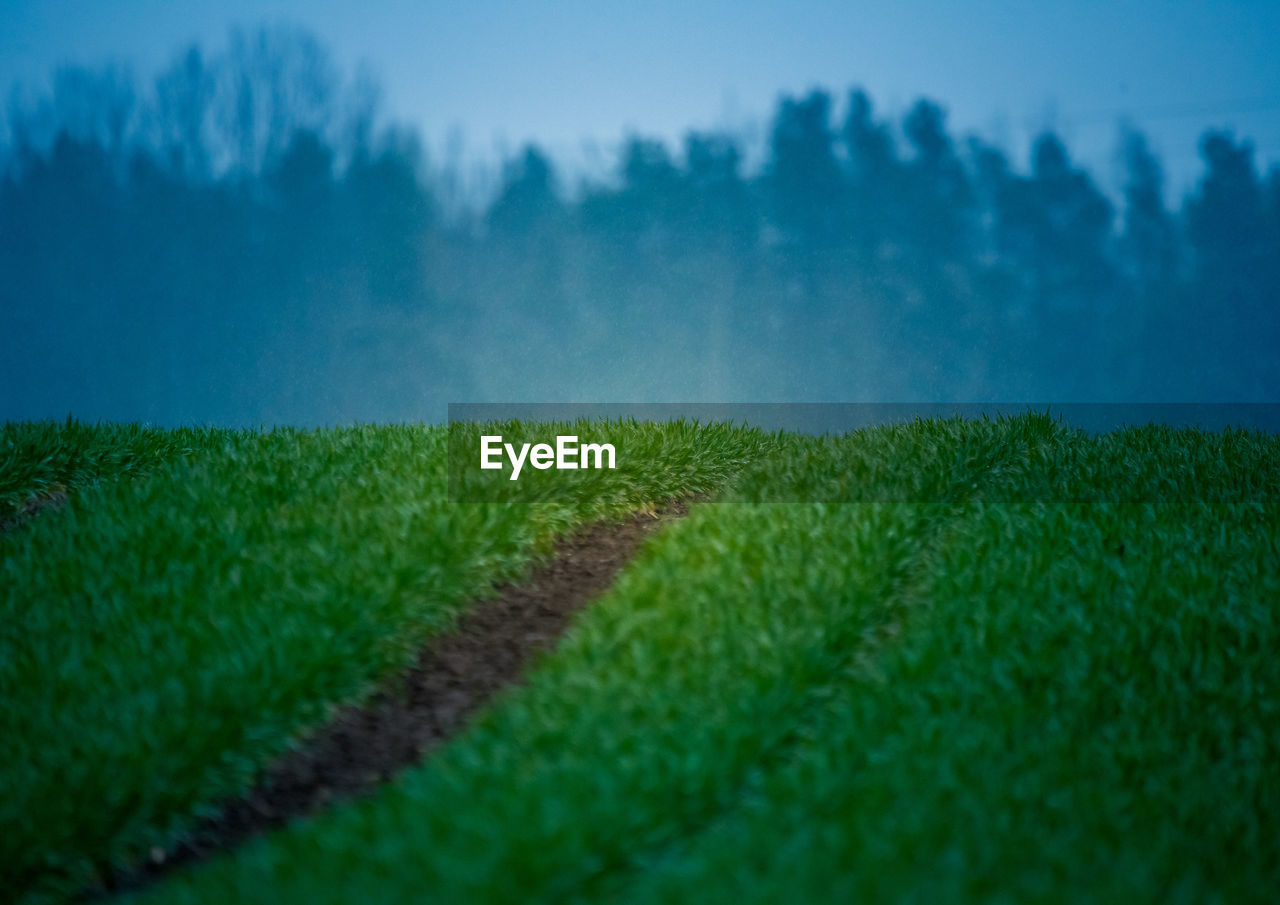 Wet grass in the spring. rural scenery of a green field. water droplets on the grass spikes. 