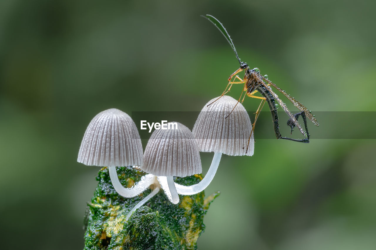 animal, animal themes, insect, animal wildlife, nature, close-up, focus on foreground, green, macro photography, plant, wildlife, beauty in nature, animal wing, one animal, flower, no people, macro, fragility, outdoors, day, animal body part, plant stem, magnification, freshness, dragonflies and damseflies