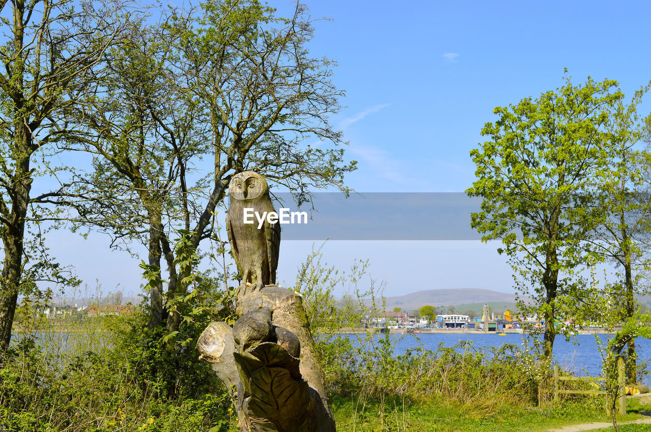 Hollingworth lake country park wooden owl tree sculpture