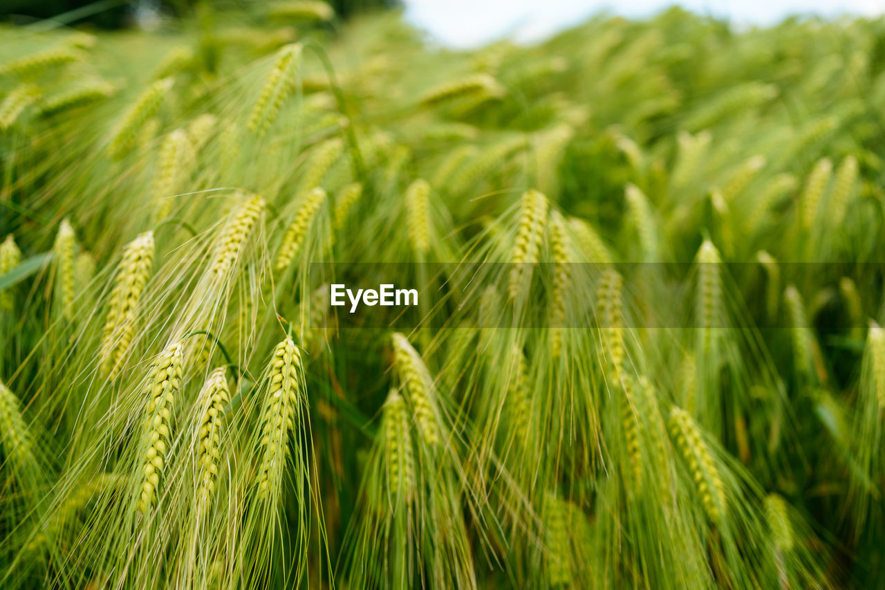 Macro close up of fresh ears of young green wheat in summer field. agriculture scene.