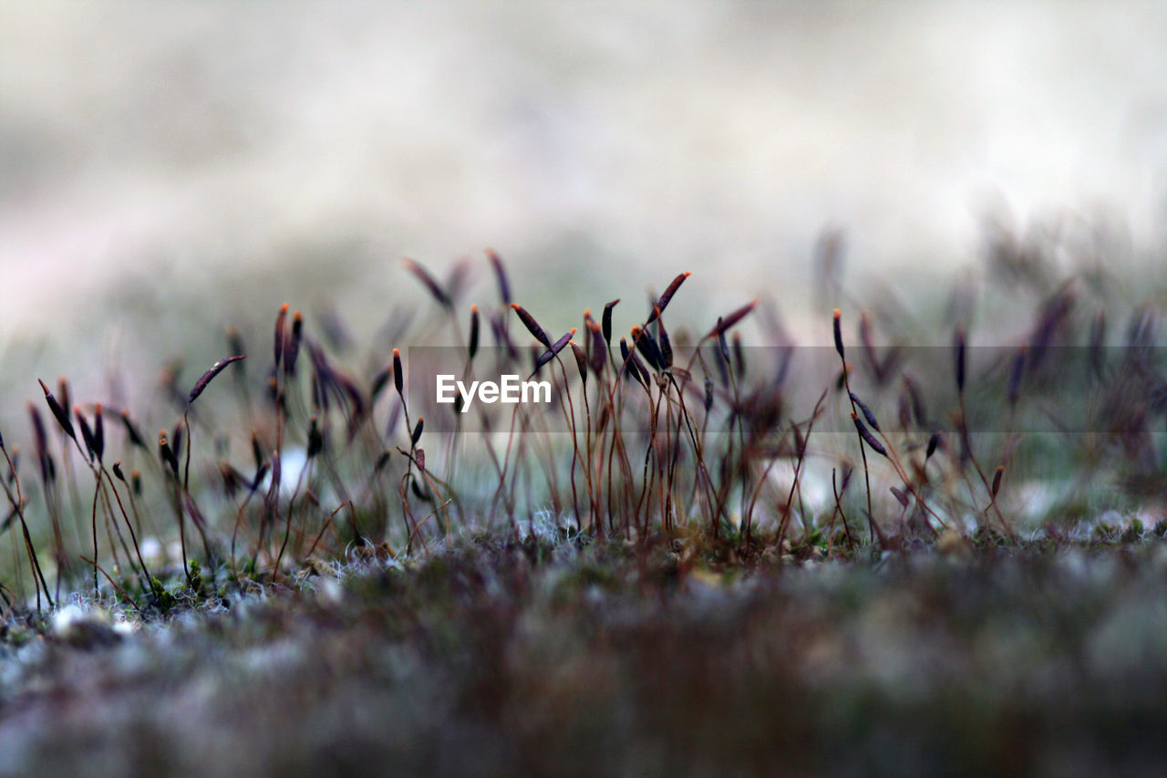 CLOSE-UP OF FRESH GRASS