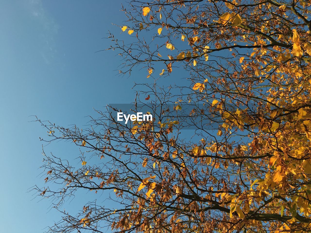 Low angle view of tree against blue sky