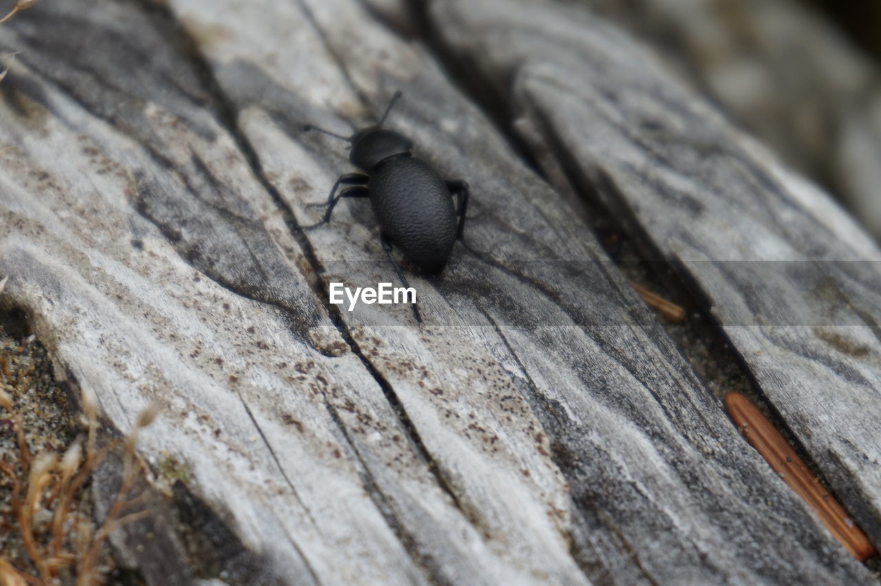 CLOSE-UP OF SNAIL ON WOODEN SURFACE