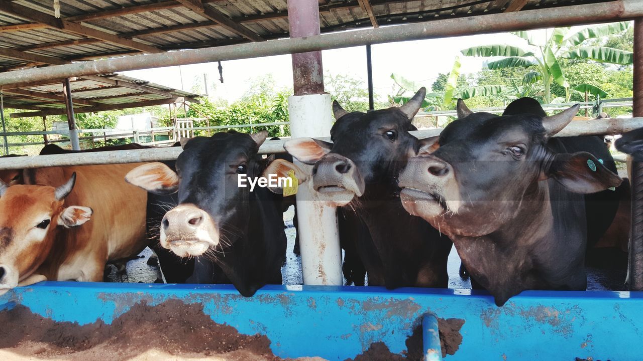 COWS IN SHED