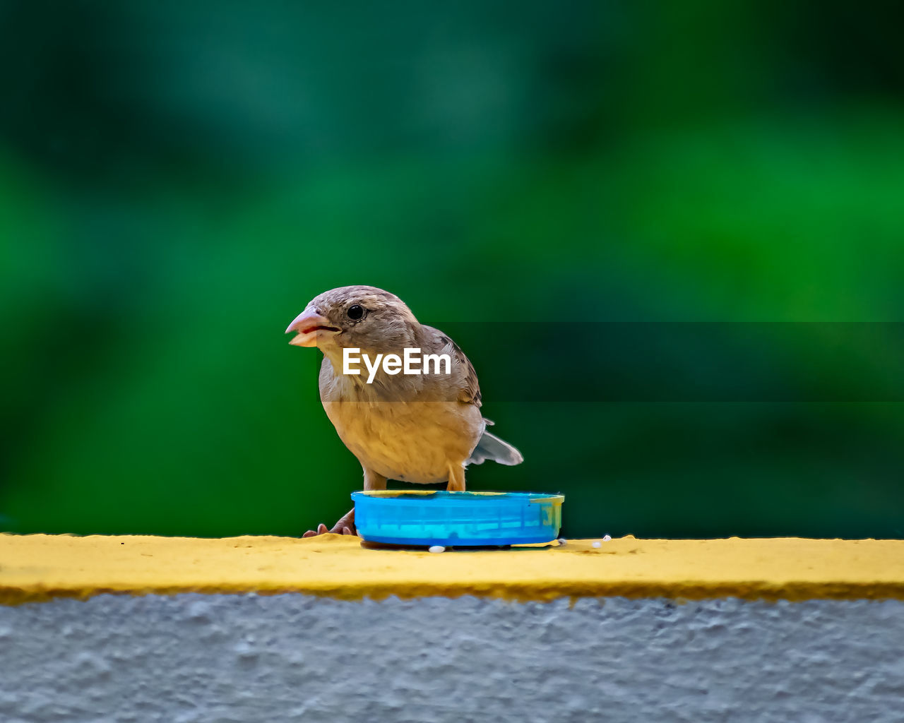 Selective focus, isolated image of a female sparrow eating on wall with clear green background.