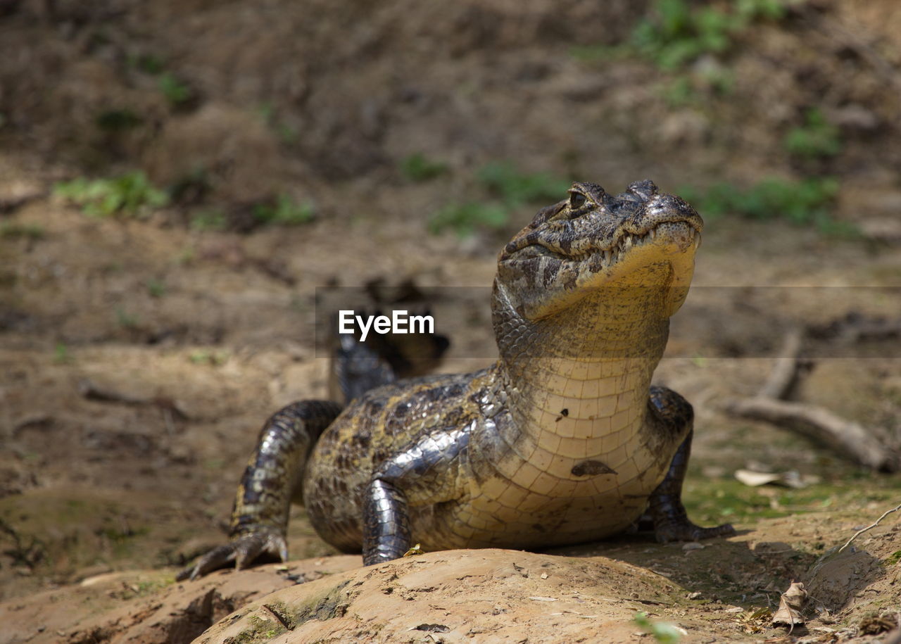 Closeup of black caiman melanosuchus niger on riverbank staring at camera, bolivia.