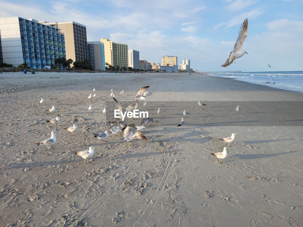 beach, sea, water, shore, bird, sky, land, coast, wildlife, sand, animal wildlife, animal, animal themes, architecture, nature, building exterior, ocean, city, built structure, seagull, group of animals, horizon, urban skyline, seabird, no people, landscape, flying, day, cloud, building, travel destinations, gull, body of water, office building exterior, outdoors, large group of animals, wave, skyscraper, coastline, beauty in nature