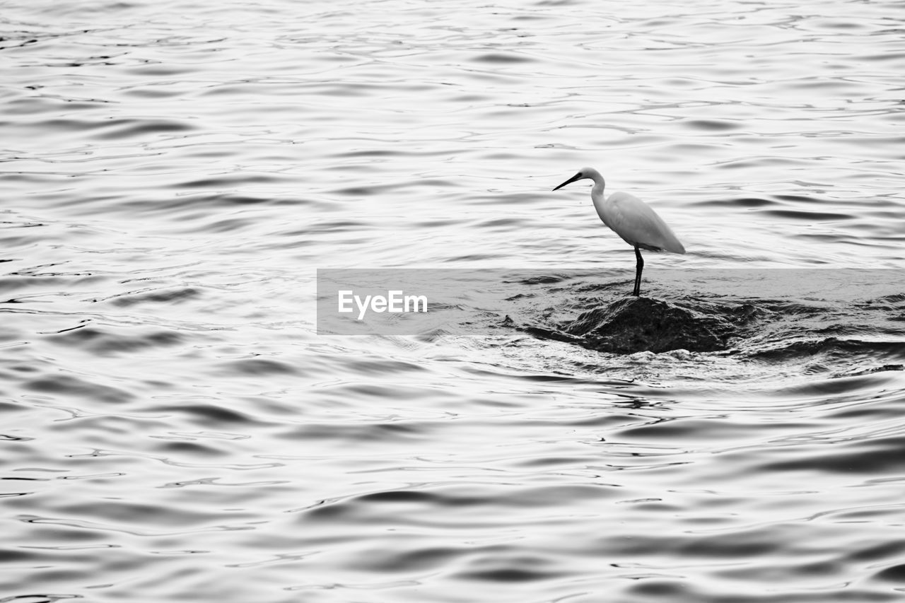 Great egret perching on rock in sea